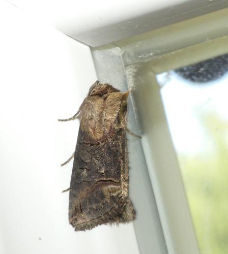 Abrostola triplasia